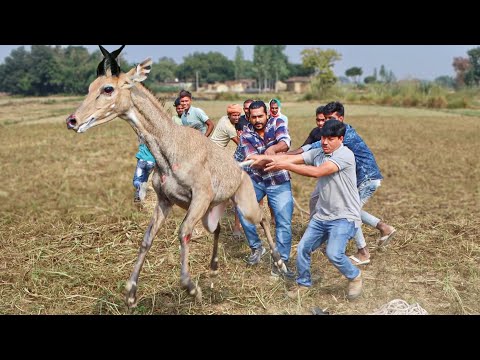 कमजोर दिल वाले ना देखें! इस जंगली जीव के साथ इन लोगो ने जो किया उसे देख आपको रोना आ जाएगा |Wildlife.