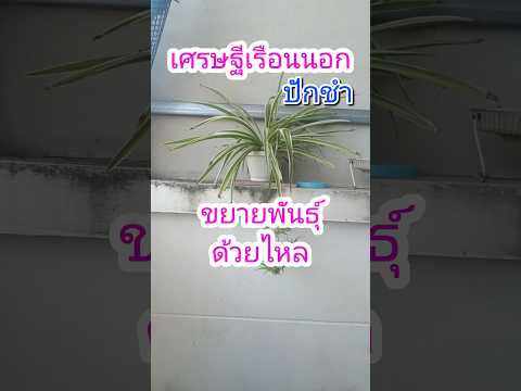 เศรษฐีเรือนนอก ขยายพันธุ์ด้วยการปักชำไหล#ปักชำ#ไม้มงคล#ไม้ประดับ#ไม้ประดับยอดนิยม#1million#1k#howto