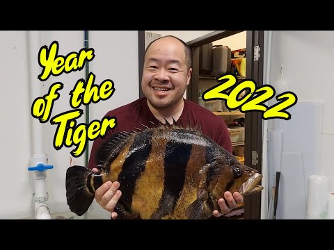 Year of the Tiger - Moving Giant Siamese Tiger Dat Something CRAZY happens while moving my Giant Tiger Datnoid.

Center for Stingray Biology is the lar