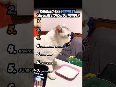 Ranking Funniest Cats Reaction To Thunder Part 2 #shorts #catshort #catrank #ranking