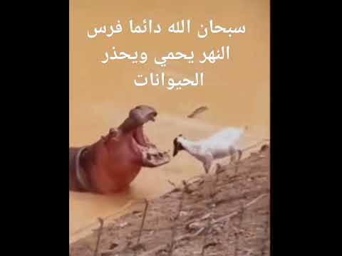 سبحان الله عدد خلقه ورضا نفسه وزنه عرشه ومداد كلماته