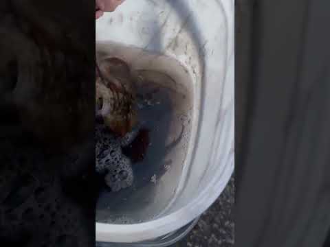 水温低下に伴い、活アジにあたりが多くなり始めたヤエン釣り。本日11月2日日曜日のアオリイカ釣果。これは440ℊでした。田辺市天神崎にて。