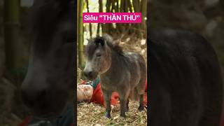 Khi tôi nuôi THẦN THÚ trong nhà 😬 #shorts #dangyeu #trending #funny #remix