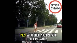 Piesi wtargnęli na przejście dla pieszych???  #2308 Wasze Filmy