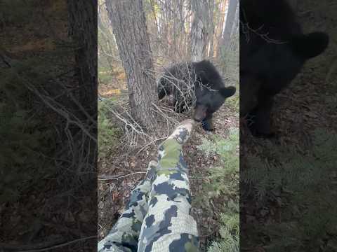 He’s just a curious little guy. 😁 #bear #outdoors #hunting #camoflage #woods #blackbear #wildlife