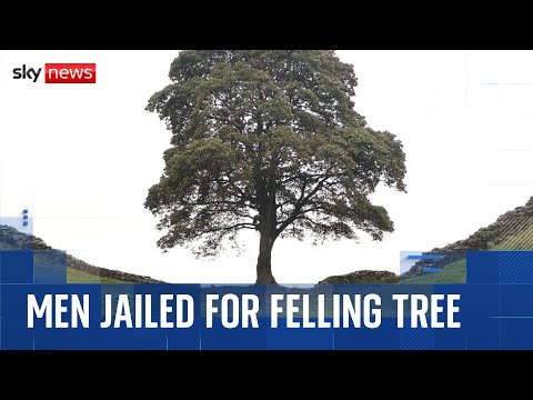 Men who cut down Sycamore Gap tree jailed