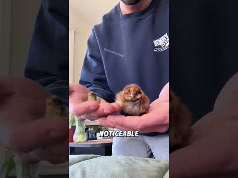“Mini chicken 🐣.”#shorts #cute #animals