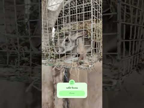 #bhojpuri #rabbit #love #haryanvisong