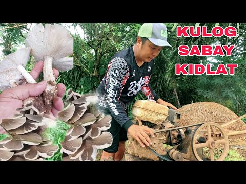 Kidlat at Kulog na malakas Labas ang mga kabuti sa gubat