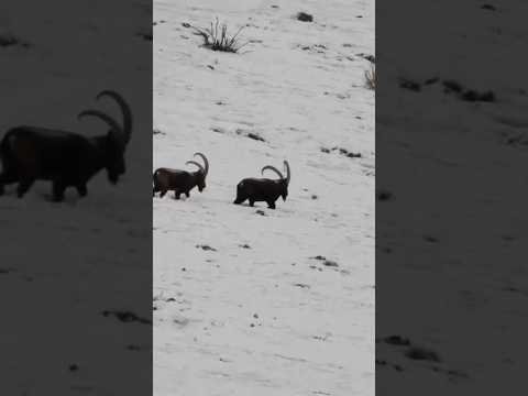 Here's the translation:"SELTENE IBEX-AUFNAHME ZUM VERKAUF! 1,5 MIO. $""