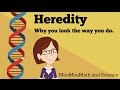 Exploring Heredity and Traits