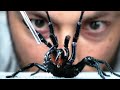 Funnel-Web Spiders and Anti-Venom