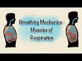 Muscles and Mechanics of Respiration