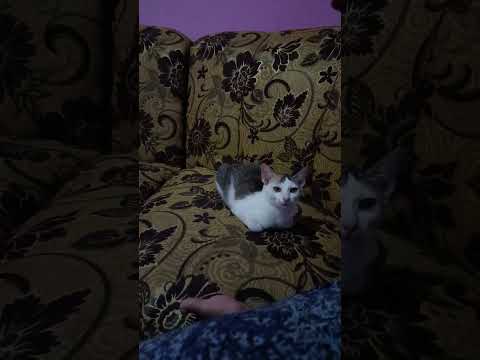 Kucing Malas Cari Jodoh #kucinglucu #kucingmalas