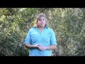 Gopher Tortoise Research and Conservation