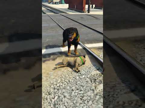 Animal Teach Us Love In Its Purest From Episode 3 #shorts #viralvideo #gta5