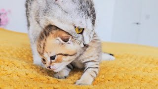 Mother cat is nervous and can't carry her growing kitten