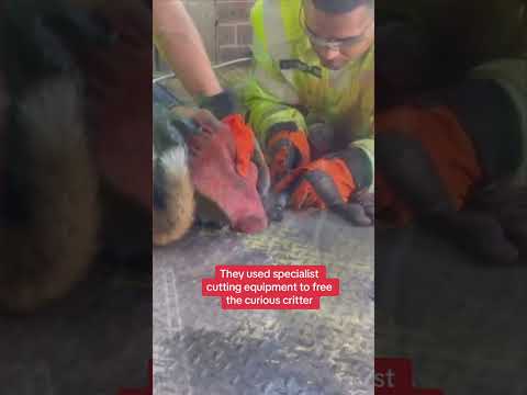 Fire crew frees fox who got her head stuck in a hole