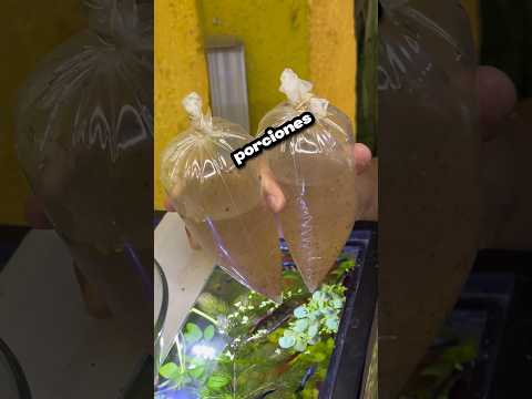 Miles de Pulgas de Agua 😮‍💨🐠 #fishaquarium #aquariumfish #pezbetta #pez #tropicalfish #bettafish