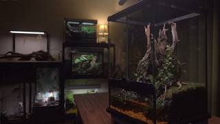 Goodbye, Wires! Wireless Waterfall Rainforest Paludarium