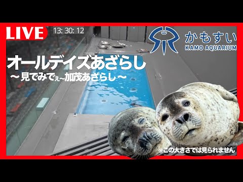 猫の動画サムネイル - 【無料公開】オールデイズあざらし ～見でみでぇ加茂あざらし～【加茂ゴマフアザラシの日】