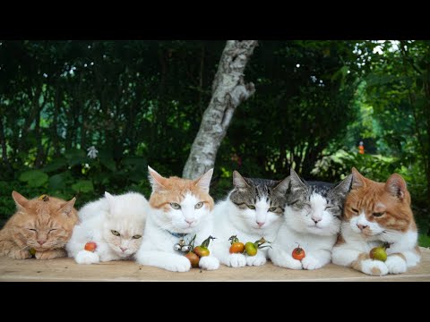浜茄子の実と癒やしの猫動画でリラックス サムネイル
