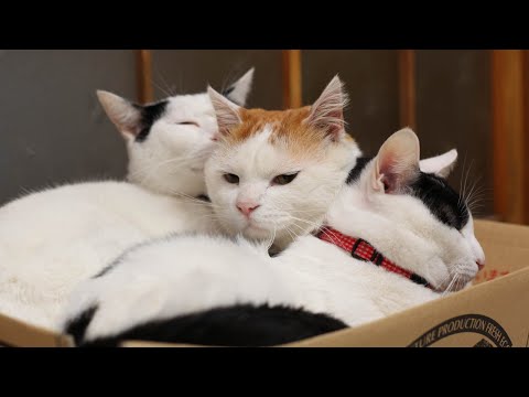 かご猫ライブ配信（2025年8月23日）をご覧ください サムネイル