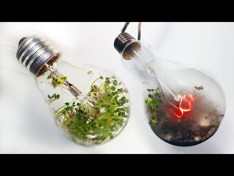 LIGHT BULB TURNED ON WITH PLANTS GROWING INSIDE