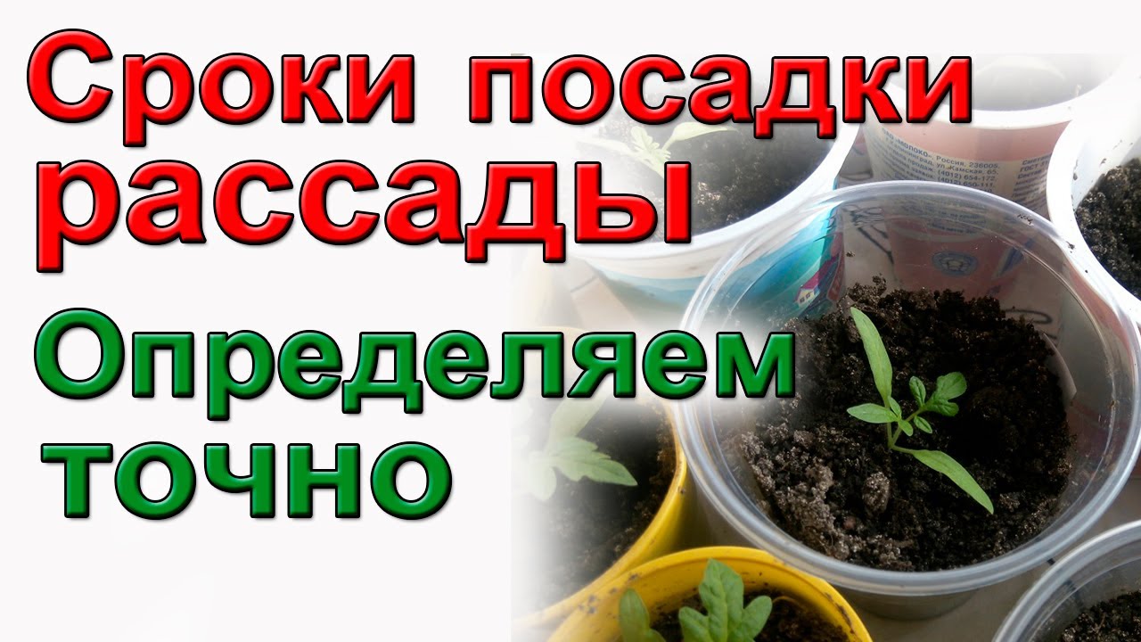 Сроки посадки рассады. Ошибки и выводы