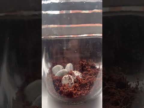 Orchid mantis set up 🌿 #orchid #orchidmantis #prayingmantis