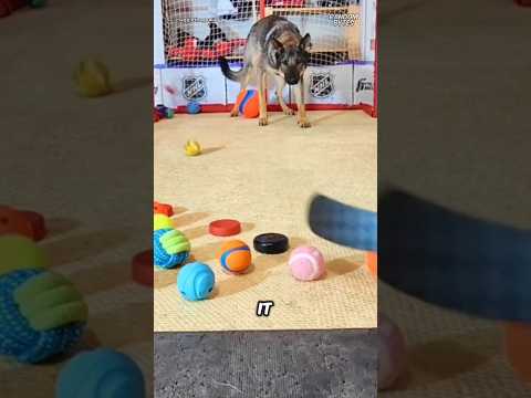 Smart dog ❗
