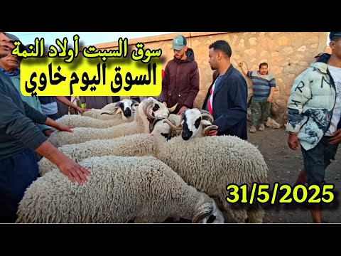 مباشرة من سوق السبت أولاد النمة الحولي والحولية والنعجة تاريخ 31/5/2025 مع الأثمنة فرجة ممتعة 🐑🐏🇲🇦