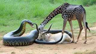 Unbelievable Animal Encounter You Have to See to Believe