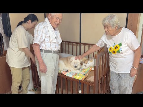 生まれてくる赤ちゃんの為に、率先してベビーベッドの寝心地チェックしてくれる柴犬