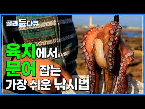 막대기 하나 넣었을 뿐인데 쏙쏙 올라오는 참문어│바다 나갈 필요 없이 육지에서 문어 잡는 가장 쉬운 낚시법│아프리카 모로코│세계테마기행│#골라듄다큐