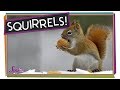 Squirrel Behavior and Ecology