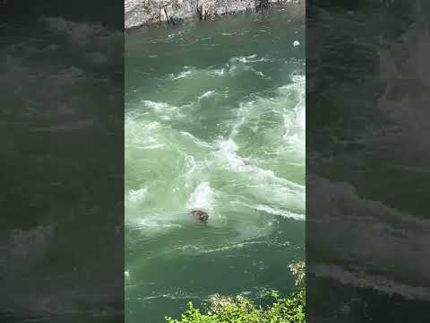 Northern California bear swept downstream while trying to cross South Yuba River