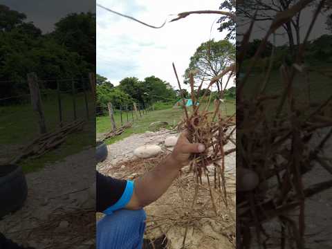 Y que HEMOS ???? estado HACIENDO 🤔 en la parcela 🌱🌱🌽🌽🥕🫑🧅🍊🥑 #viral #campo #huerta #gallimas