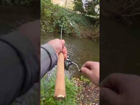 एक बहुत ही प्यारी सी मछली पकड़ी हमने देखा  फिर हमने उसको पानी में छोड़ दिया