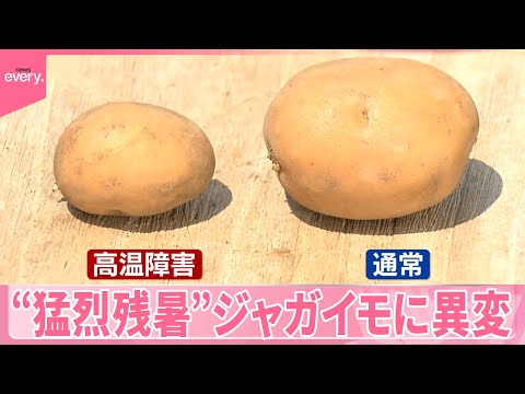 猛暑によるジャガイモの価格とサイズの変化解説 サムネイル