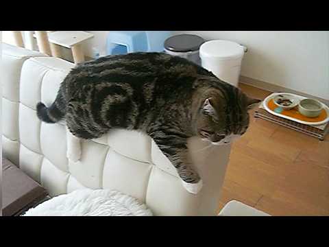 まるさんの思い出１。-Memories of Maru 1.-