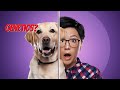 Labrador Genetics and Obesity Factors