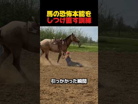 馬の恐怖本能をしつけ直す訓練 #感動 #感動する話