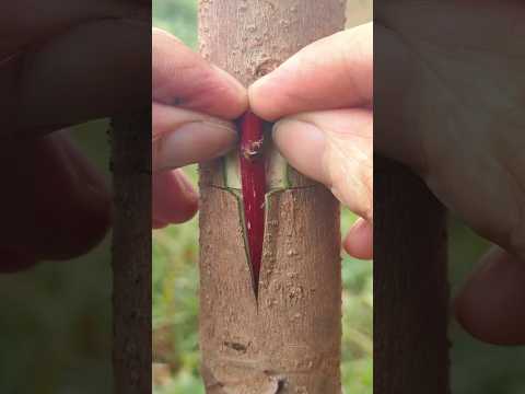 Grafting technique 😍 #technique #shorts #viralshorts