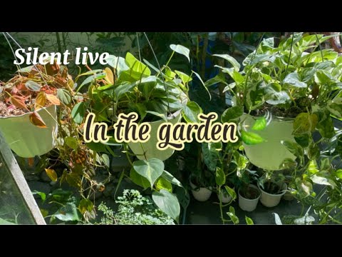 Mama E On The Go!  is RELAXING SILENT LIVE IN THE GARDEN 🍃💚 #garden  #plantlover 