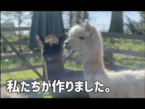 【アルパカ】ドイツのマーケットでみた職人がすごすぎる#Shorts