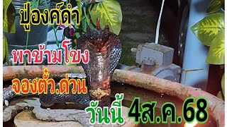 #จองตั๋วด่วนปู่องค์ดำพาข้ามโขง#4/8/68