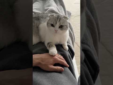 猫の動画サムネイル - 😽🫳 #cat