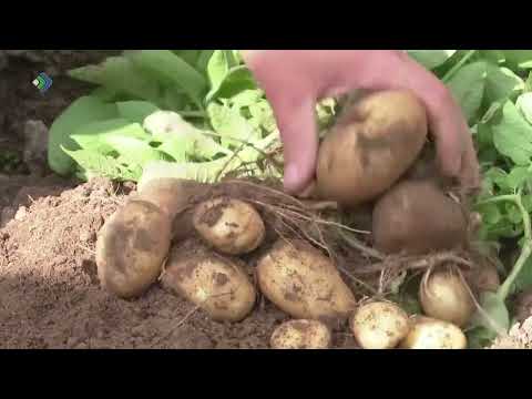 12 сортов картофеля проходят испытания на полях вблизи Визинги.