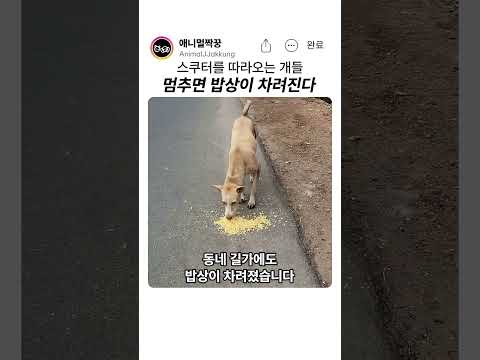 개들이 스쿠터를 따라온 이유